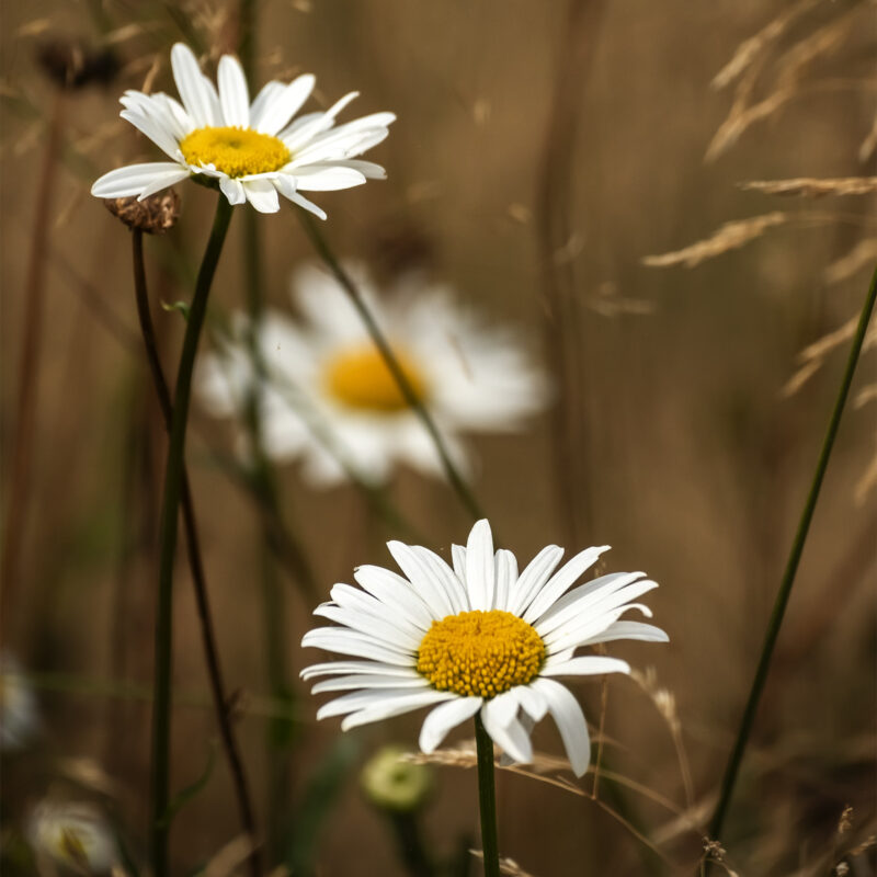 Margeriten