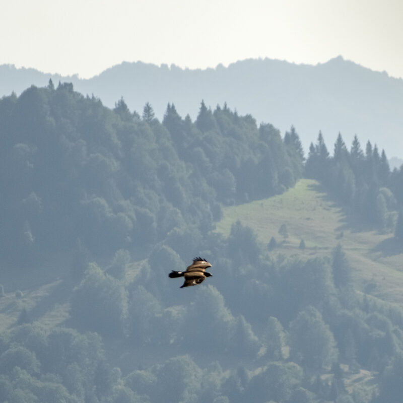 Schreiadler ?