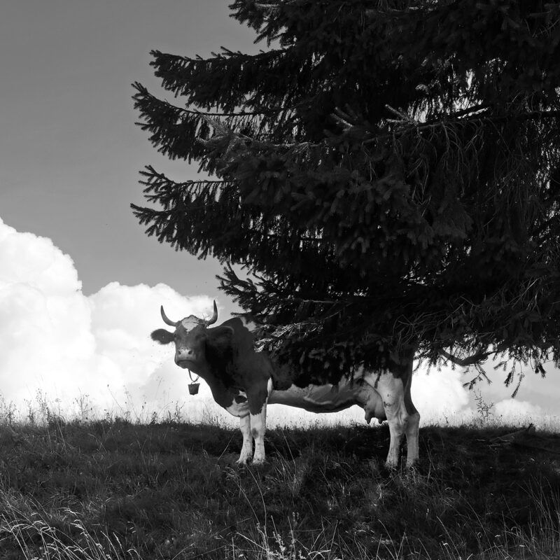 Landschaftsrand mit Kuh und Fliegen