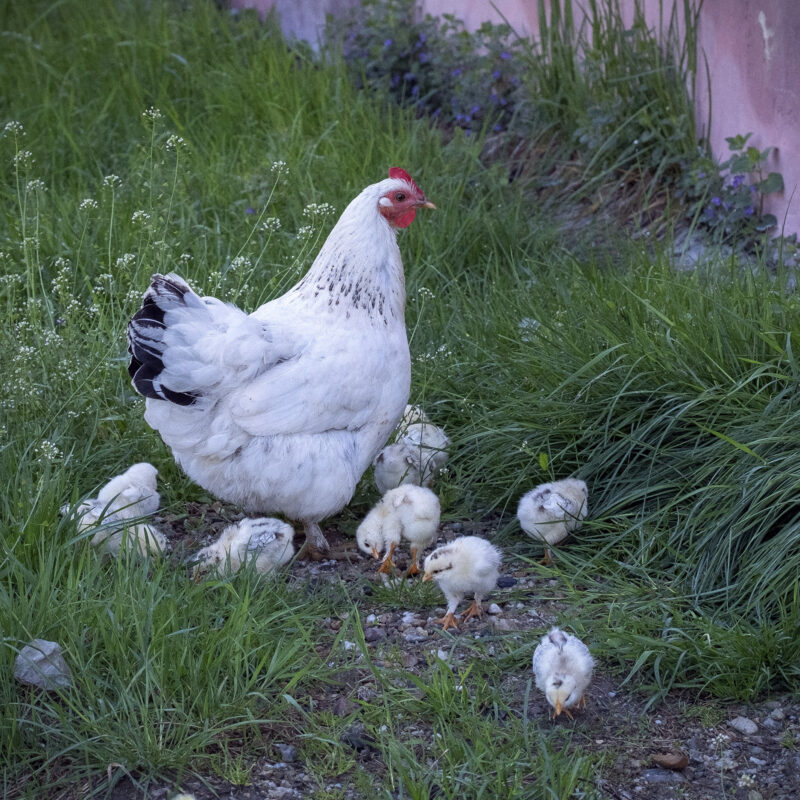 #chicksofrichis