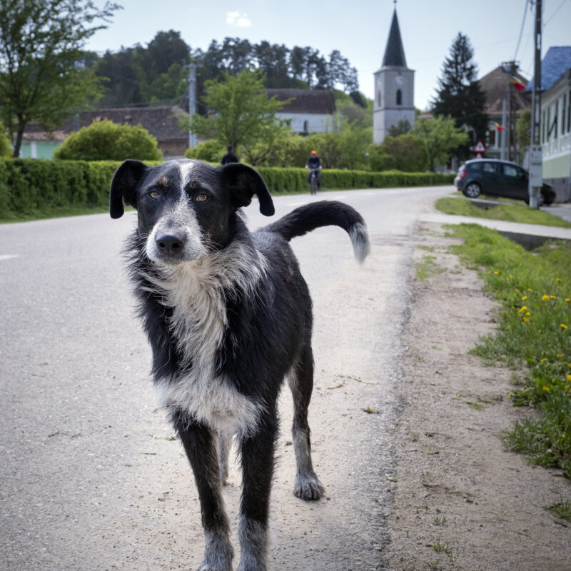 #dogsofrichis