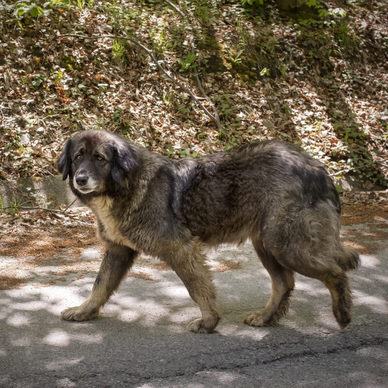 #dogsofrichis